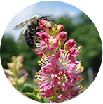 Clethra Alnifolia